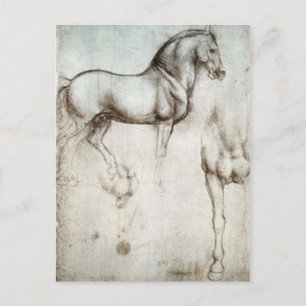 Horse Sketch Postcard