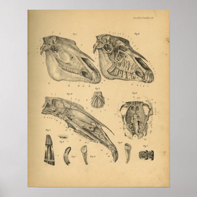 Horse Skull Anatomy 1908 Vintage Print (Front)