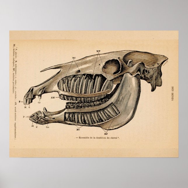 Horse Skull Teeth Anatomy French Vintage Print (Front)