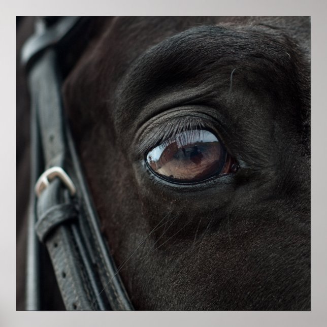 Horse Stallion Eye Photo Nature Wall Poster (Front)