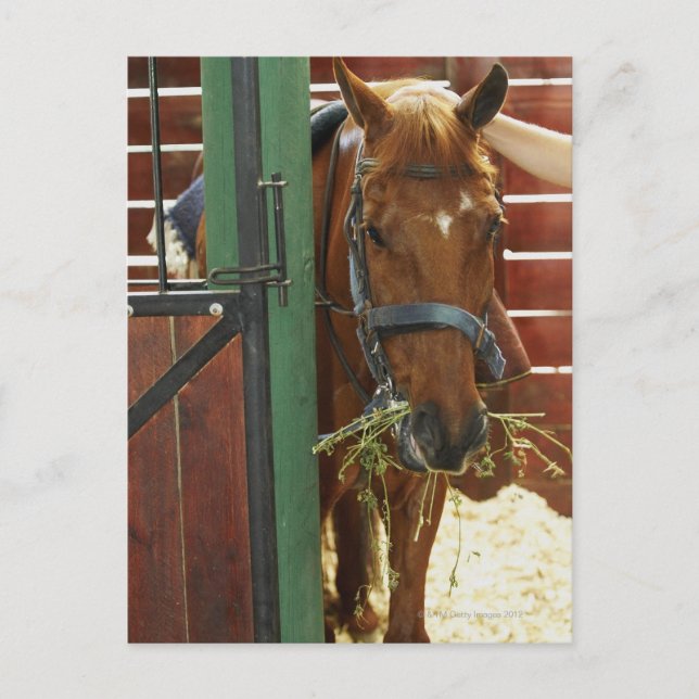 Horse standing in a stable postcard (Front)