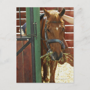 Horse standing in a stable postcard