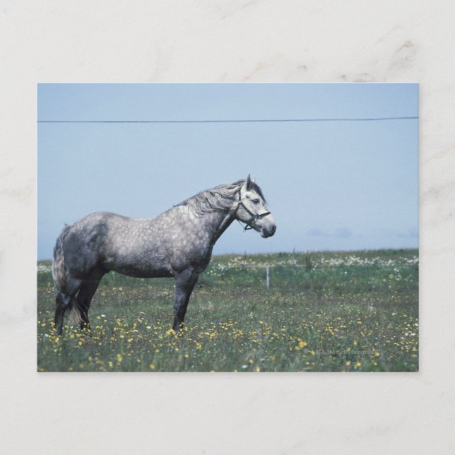 Horse standing in field postcard (Front)