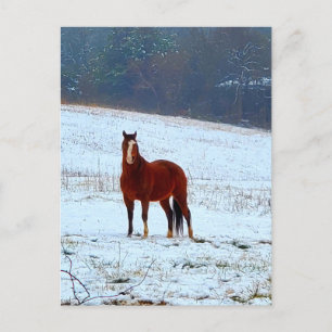 Horse Standing in the Snow Postcard