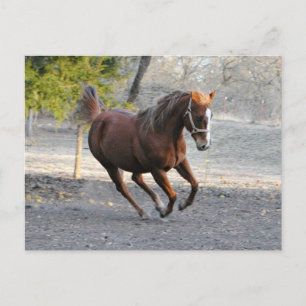 Horse star Card