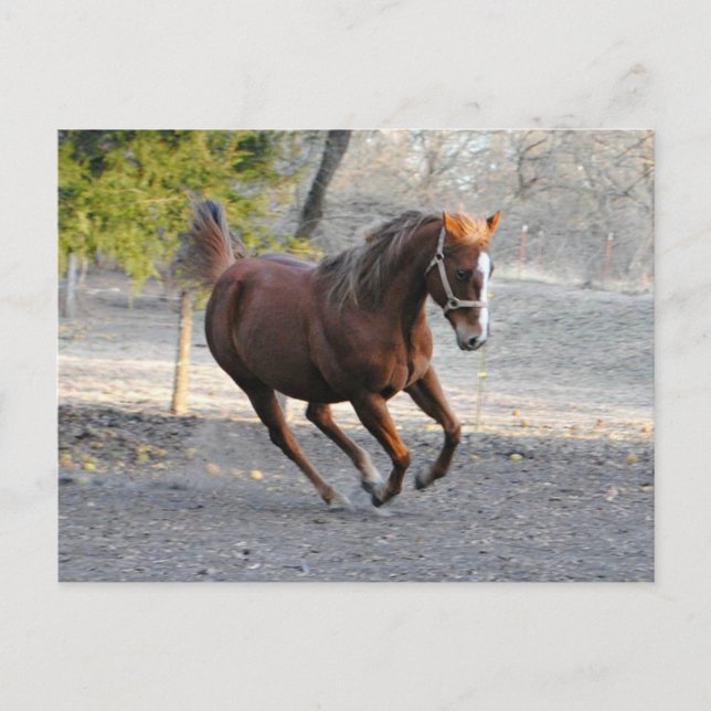 Horse star Card (Front)