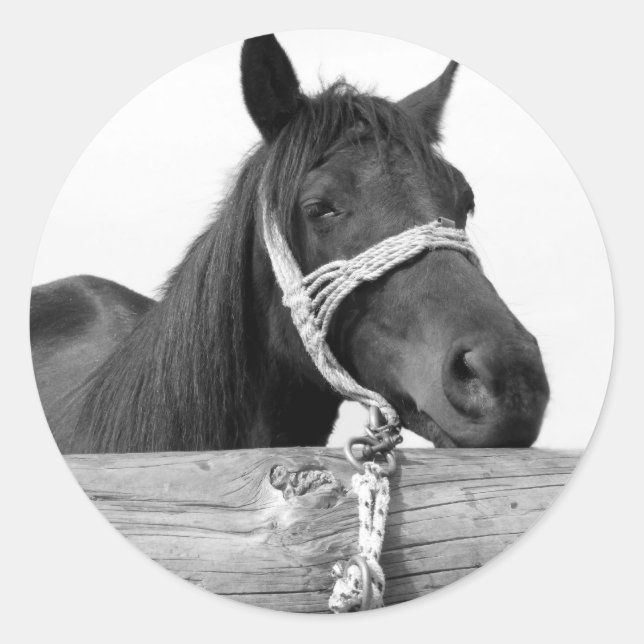 Horse Stickers (Front)