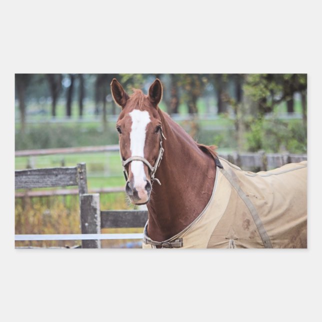 Horse stickers (Front)