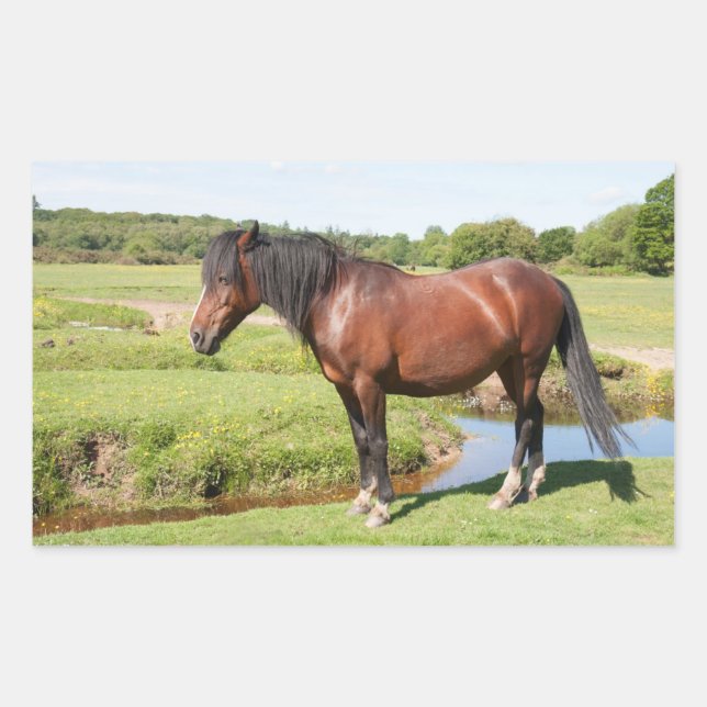 Horse stickers (Front)