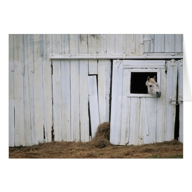 Horse Sticking Head out Barn Window (Front Horizontal)
