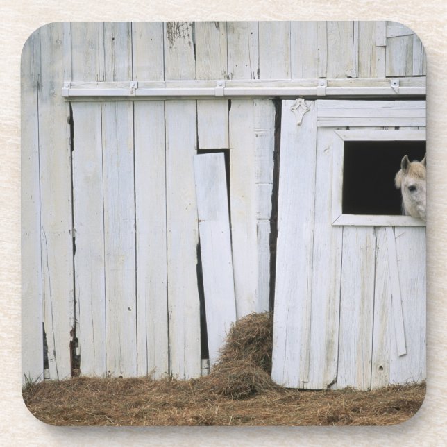 Horse Sticking Head out Barn Window Coaster (Front)