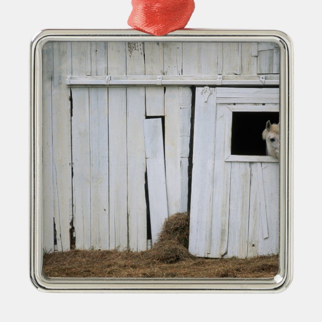 Horse Sticking Head out Barn Window Metal Tree Decoration (Front)