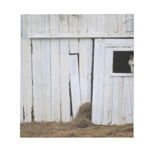 Horse Sticking Head out Barn Window Notepad
