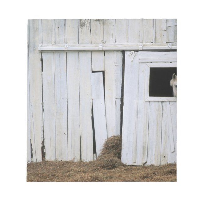 Horse Sticking Head out Barn Window Notepad (Front)