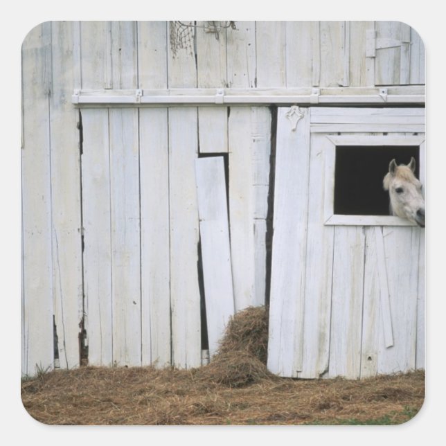 Horse Sticking Head out Barn Window Square Sticker (Front)