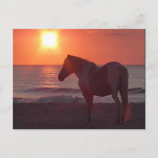 Horse Sunrise Postcard