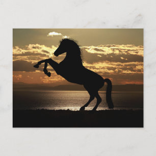 horse sunset silhouette postcard