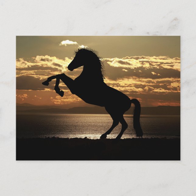 horse sunset silhouette postcard (Front)