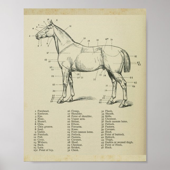 Horse Surface Anatomy Print (Front)