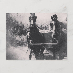 Horse Team #horse #amish Postcard