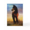Horse Thank You Note Card