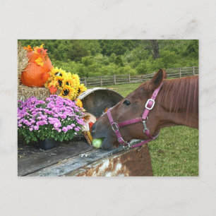 Horse Thanksgiving Holiday Postcard