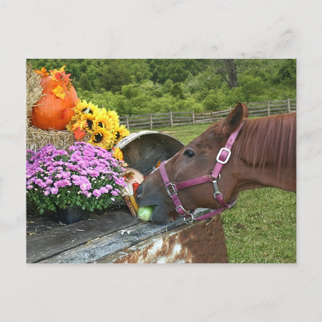 Horse Thanksgiving Holiday Postcard (Front)