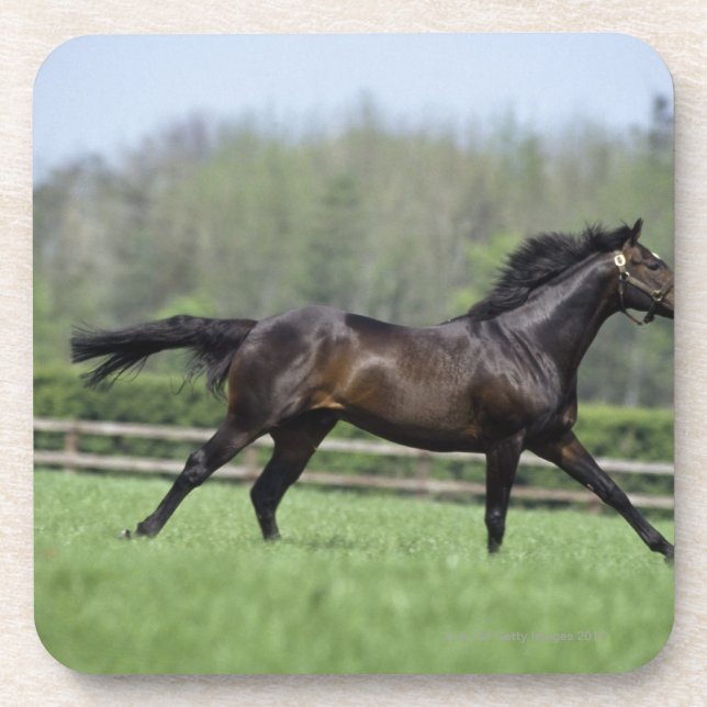 Horse Thoroughbreds, Wassl 1988, Coaster (Front)