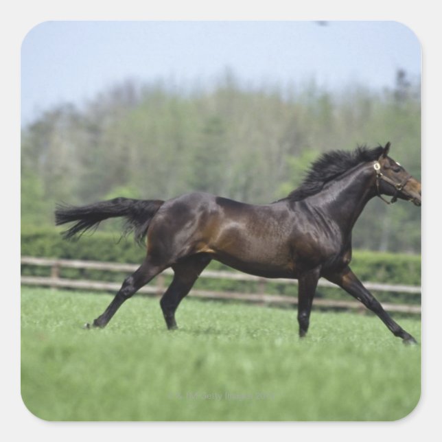 Horse Thoroughbreds, Wassl 1988, Square Sticker (Front)