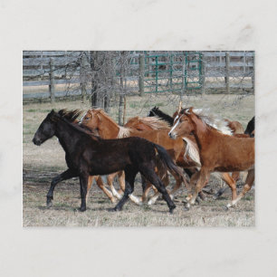 Horse Thunder Postcard