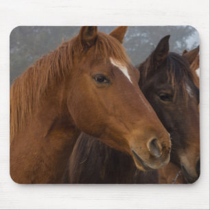 Horse Triplets Mouse Mat
