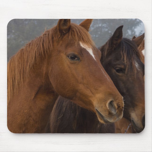 Horse Triplets Mouse Mat (Front)