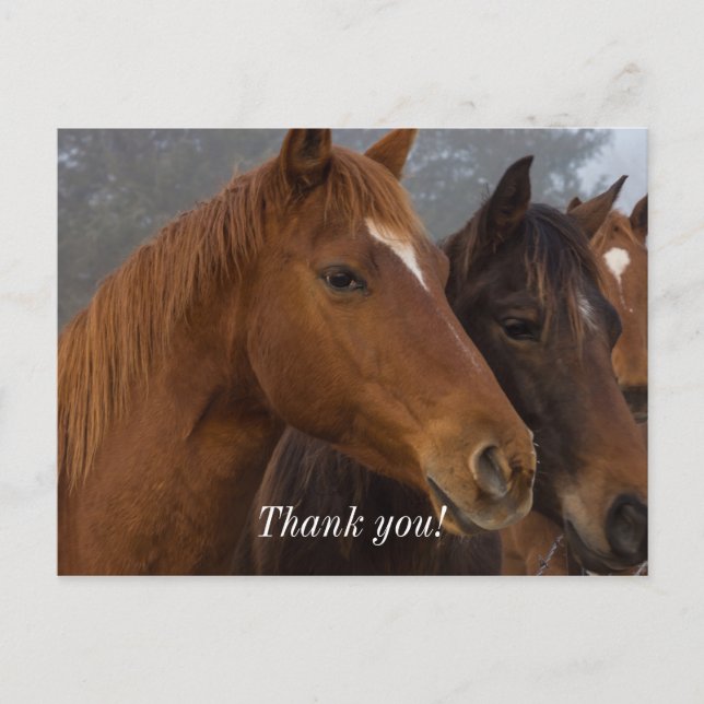 Horse Triplets Thank You Postcard (Front)