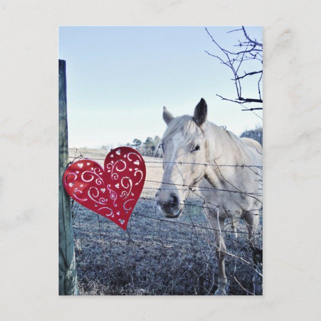 HORSE Valentine heart Holiday Postcard (Front)