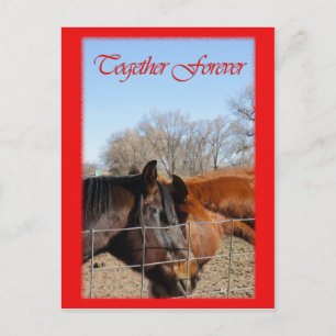Horse Valentine III Holiday Postcard