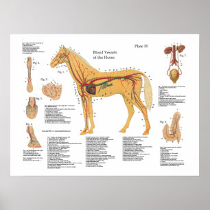 Horse Vascular Anatomy Poster Chart