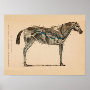 Horse Veins Heart Anatomy French Vintage Print