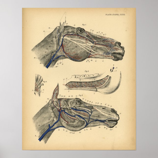 Horse Veins Nerves Anatomy 1908 Vintage Print (Front)