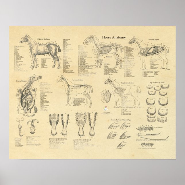 Horse veterinary Anatomy Poster Equine (Front)