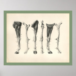 Horse Veterinary Leg Bones Muscle Anatomy Print