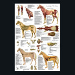 Horse Veterinary Muscle Skeletal Anatomy Poster<br><div class="desc">The poster shows the muscular system with the major muscles of the body and the deep muscles of the neck. The circulatory system and skeletal system with the major bones of the body. The superficial nerves. Lateral view of the internal organs and ventral view of the intestines. Labelled with descriptions....</div>