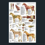 Horse Veterinary Muscle Skeletal Anatomy Poster<br><div class="desc">The poster shows the muscular system with the major muscles of the body and the deep muscles of the neck. The circulatory system and skeletal system with the major bones of the body. The superficial nerves. Lateral view of the internal organs and ventral view of the intestines. Labelled with descriptions....</div>
