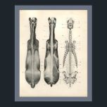 Horse Veterinary Skeletal Muscle Anatomy Print<br><div class="desc">Vintage anatomical illustration of the horse. The superior view of the skeleton and muscles. From the skull, down the spine to the pelvis. View more anatomy illustrations under our Veterinary Anatomy Category, and art under our Horse & Dog Prints Category. - Customise: Edit and change the border/background colour as needed....</div>