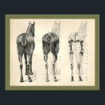 Horse Veterinary Skeletal Muscle Anatomy Print<br><div class="desc">Vintage anatomical illustration of the horse. The posterior view of the skeleton and muscles.
View more anatomy illustrations under our Veterinary Anatomy Category,  and art under our Horse & Dog Prints Category. - Customise: Edit and change the border/background colour as needed.</div>