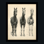 Horse Veterinary Skeletal Muscle Anatomy Print<br><div class="desc">Vintage anatomical illustration of the horse. The anterior view of the skeleton and muscles.
View more anatomy illustrations under our Veterinary Anatomy Category,  and art under our Horse & Dog Prints Category. Customise: Edit and change the border/background colour as needed.</div>