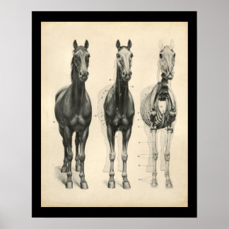 Horse Veterinary Skeletal Muscle Anatomy Print