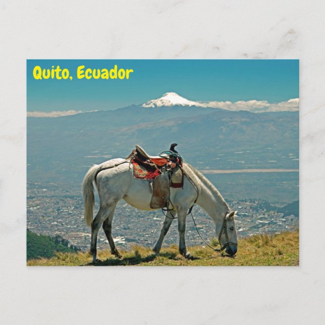 Horse & volcano, Quito, Ecuador Postcard (Front)