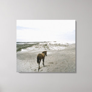 Horse walking on the beach canvas print