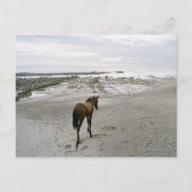 Horse walking on the beach postcard (Front)