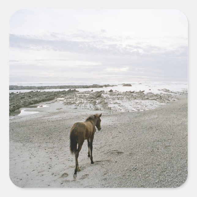 Horse walking on the beach square sticker (Front)